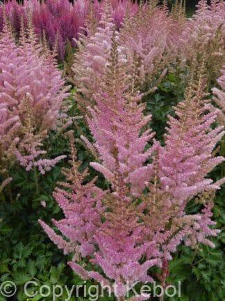 Astilbe Satin Pearls - case