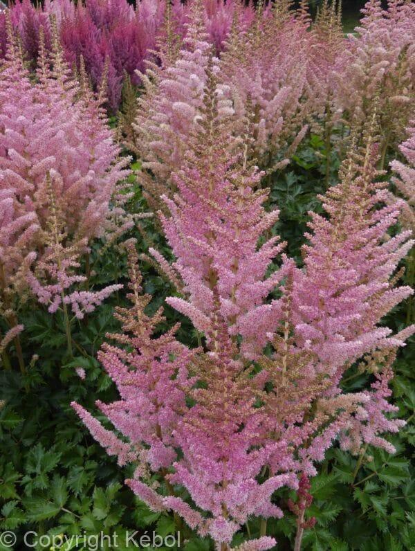 Astilbe Satin Pearls
