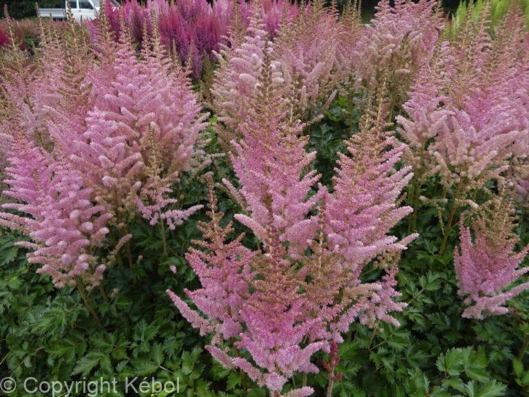 Astilbe Satin Pearls