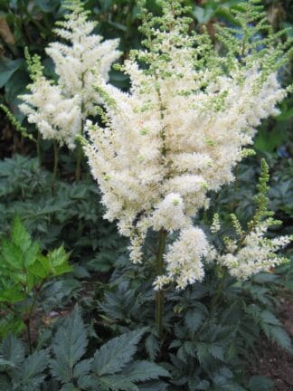 Astilbe Vision in White - case