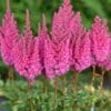 Astilbe You and Me Always