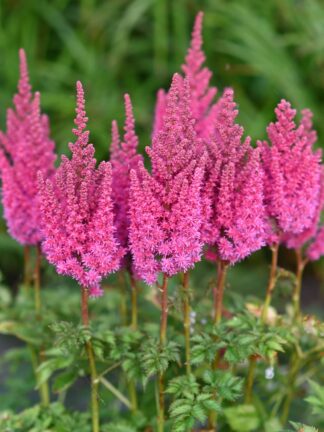 Astilbe You and Me Always - bag