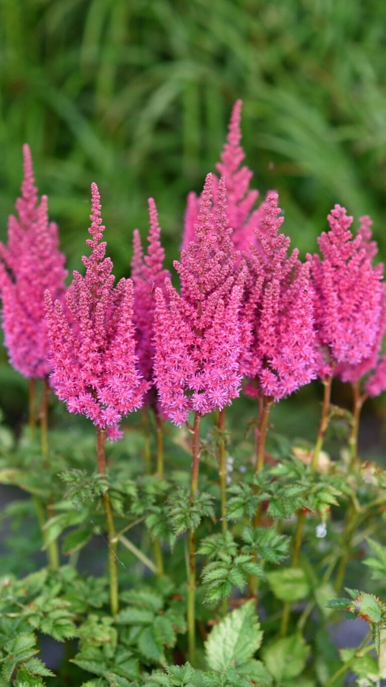 Astilbe You and Me Always