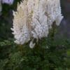 Astilbe You and Me Forever