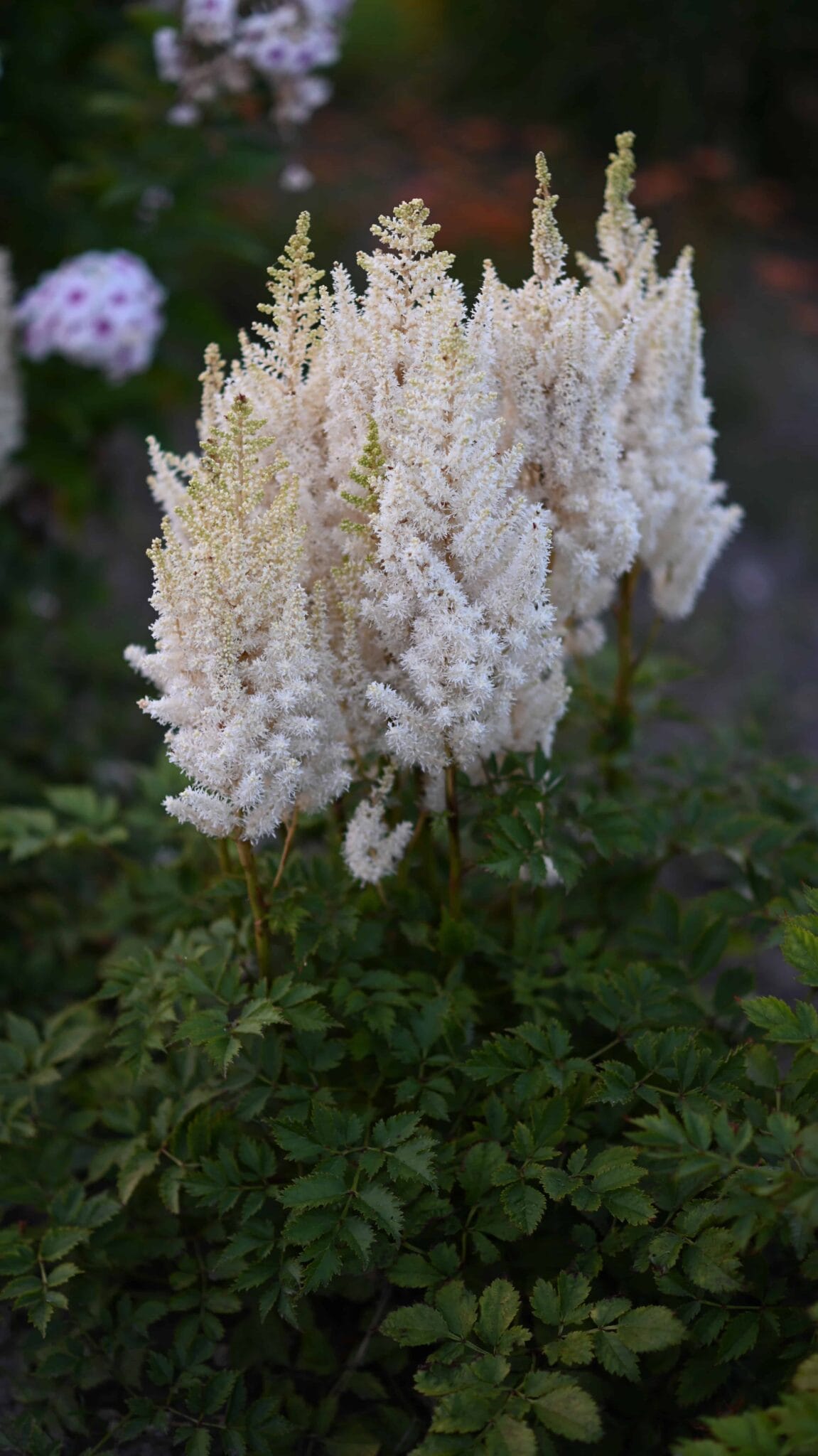 Astilbe You and Me Forever