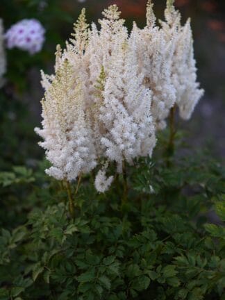 Astilbe You and Me Forever - bag