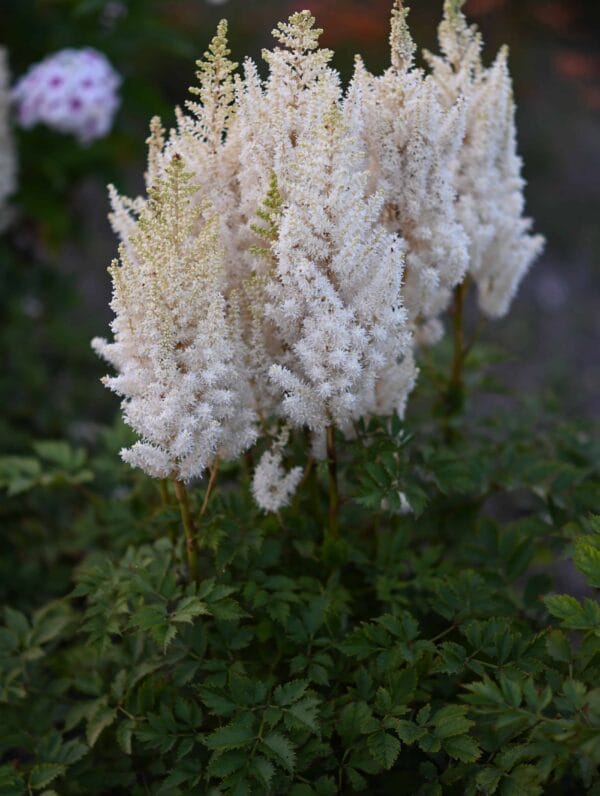 Astilbe You and Me Forever