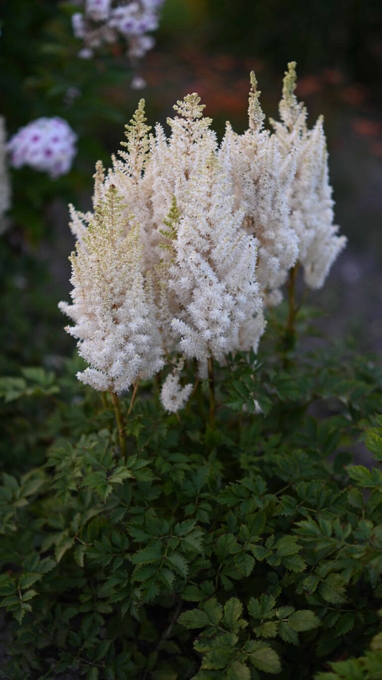Astilbe You and Me Forever
