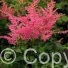 Astilbe Younique Cerise