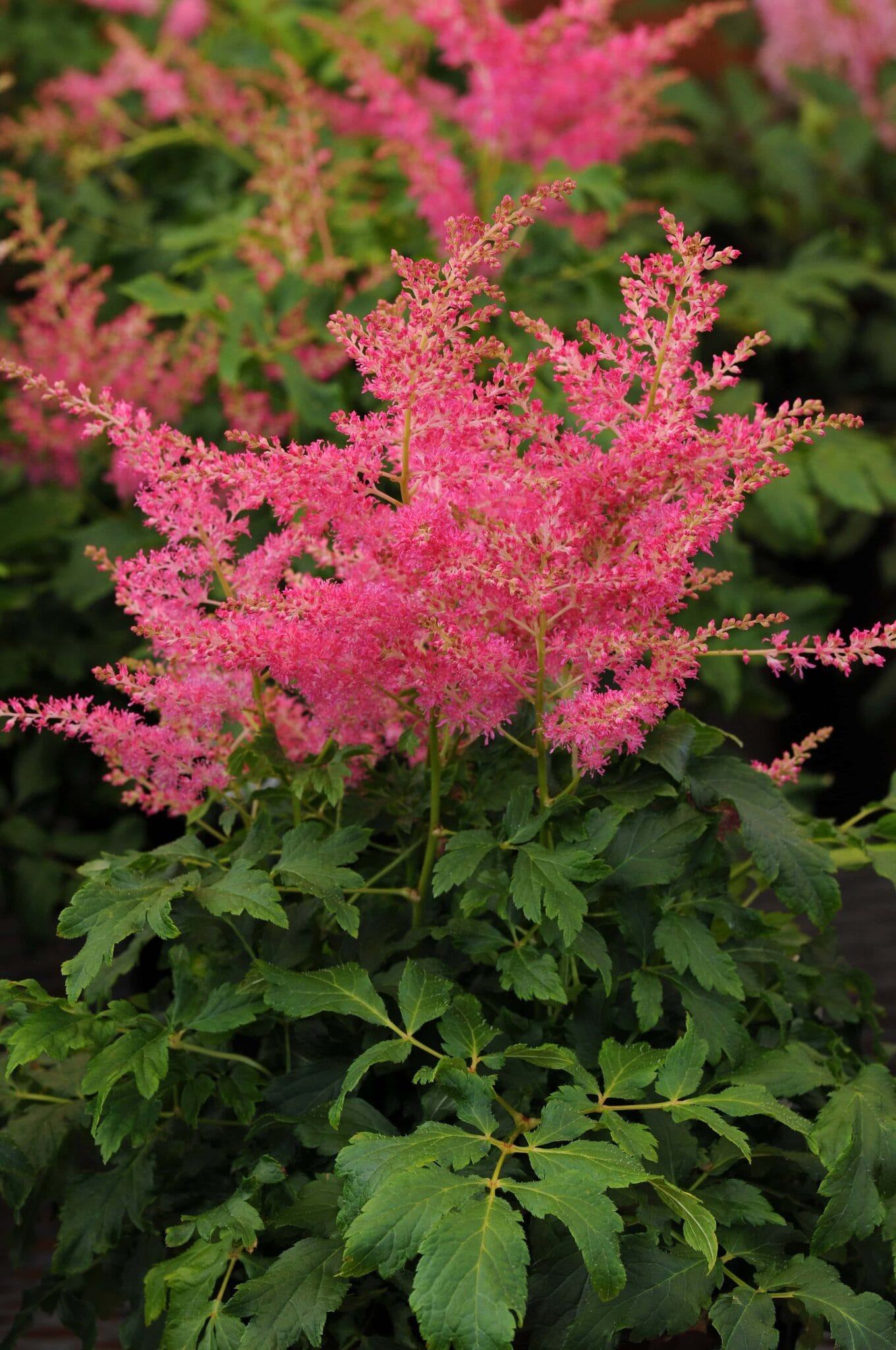 Astilbe Younique Cerise