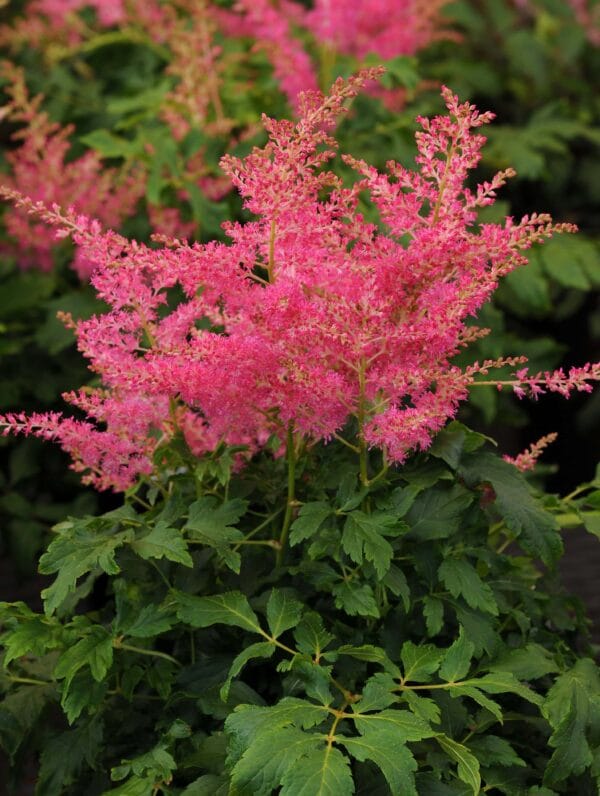 Astilbe Younique Cerise - case