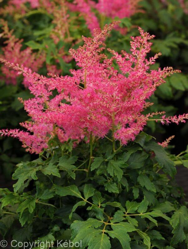 Astilbe Younique Cerise