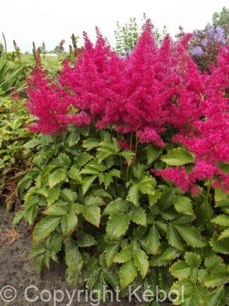 Astilbe Younique Ruby Red - bag