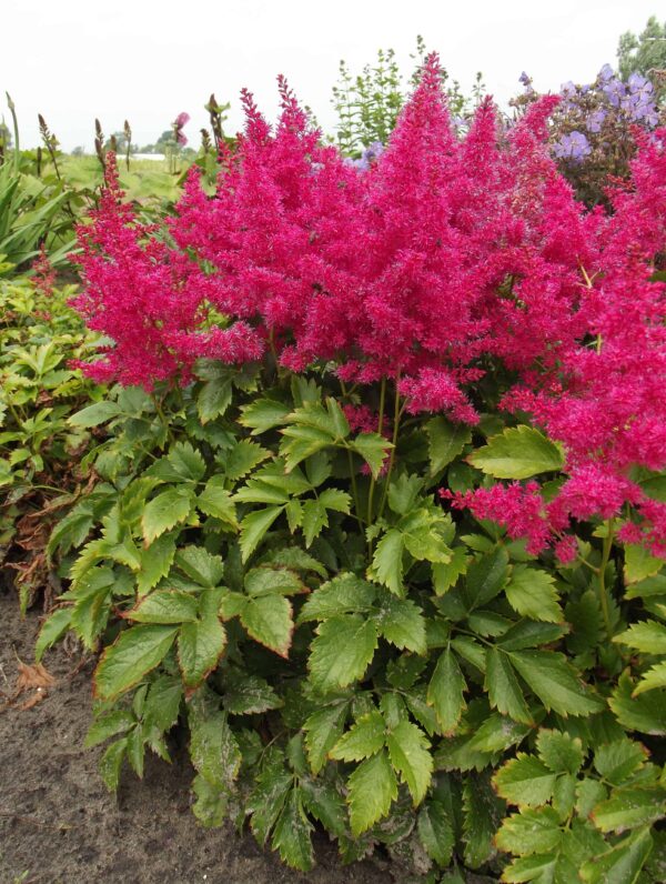 Astilbe Younique Ruby Red