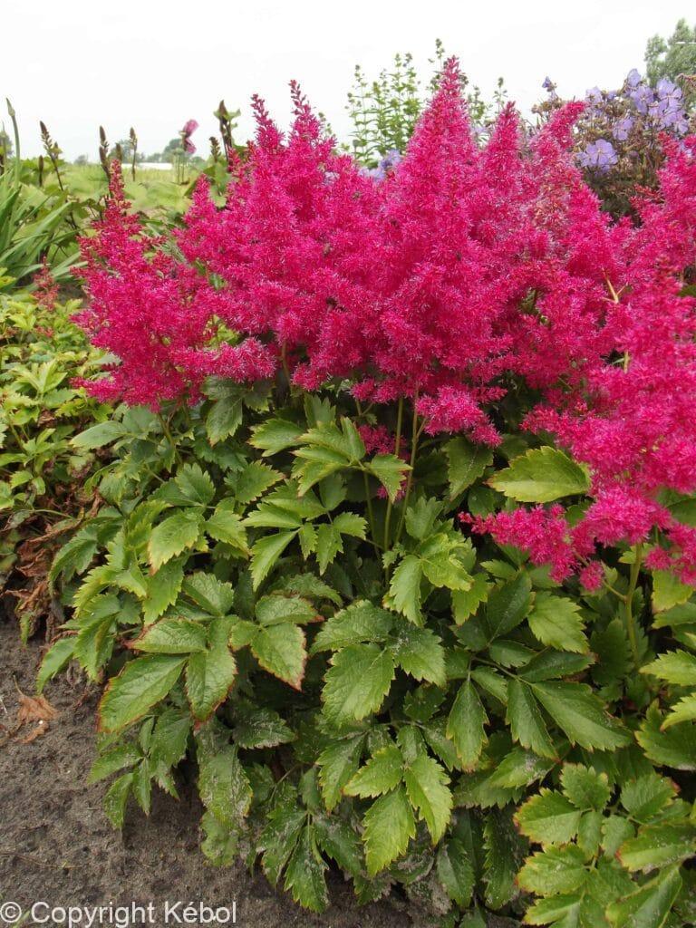 Astilbe Younique Ruby Red
