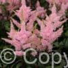 Astilbe Younique Salmon