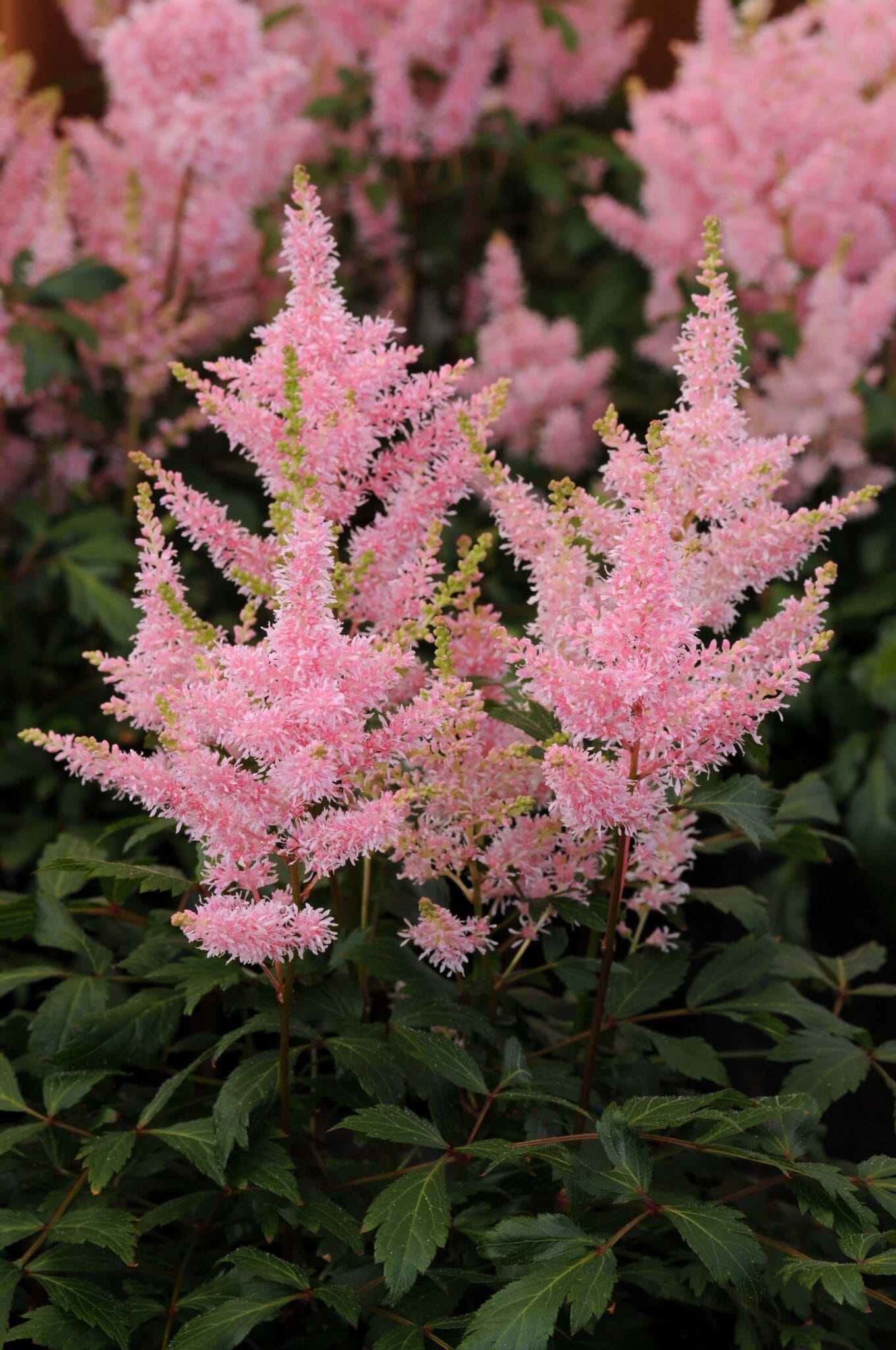 Astilbe Younique Salmon