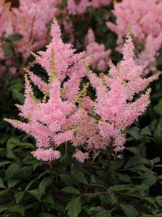 Astilbe Younique Salmon - bag