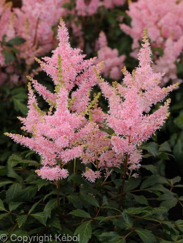 Astilbe Younique Salmon