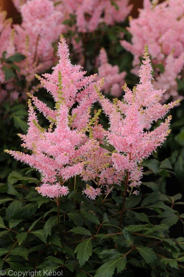 Astilbe Younique Salmon