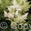 Astilbe Younique White