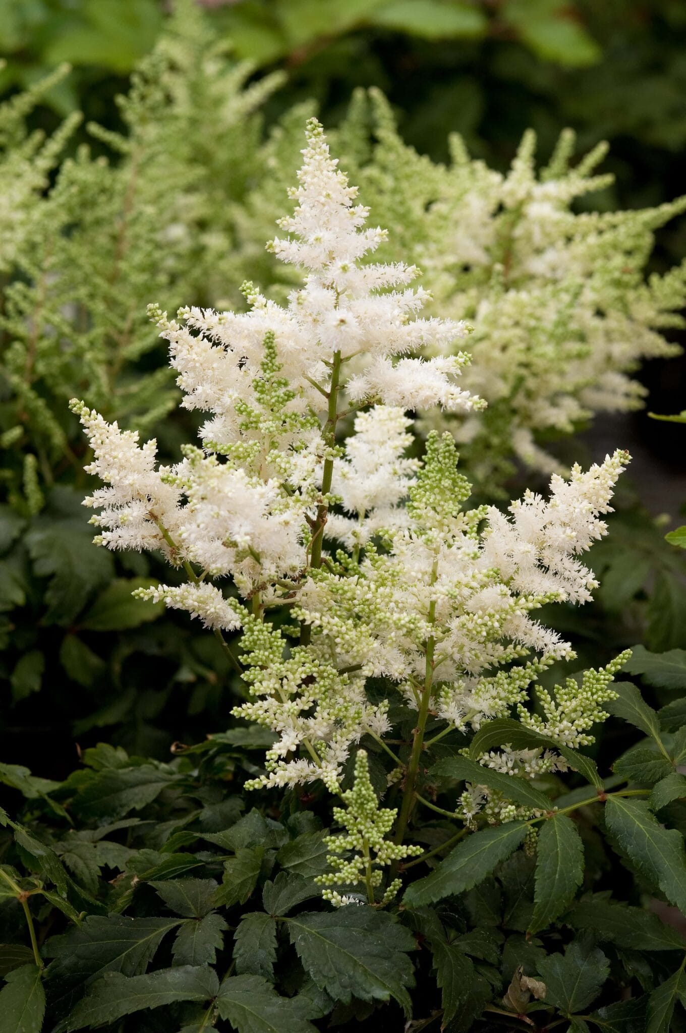 Astilbe Younique White