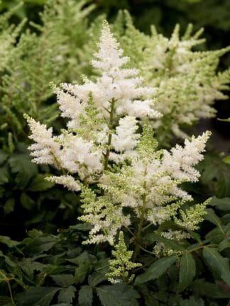 Astilbe Younique White - bag
