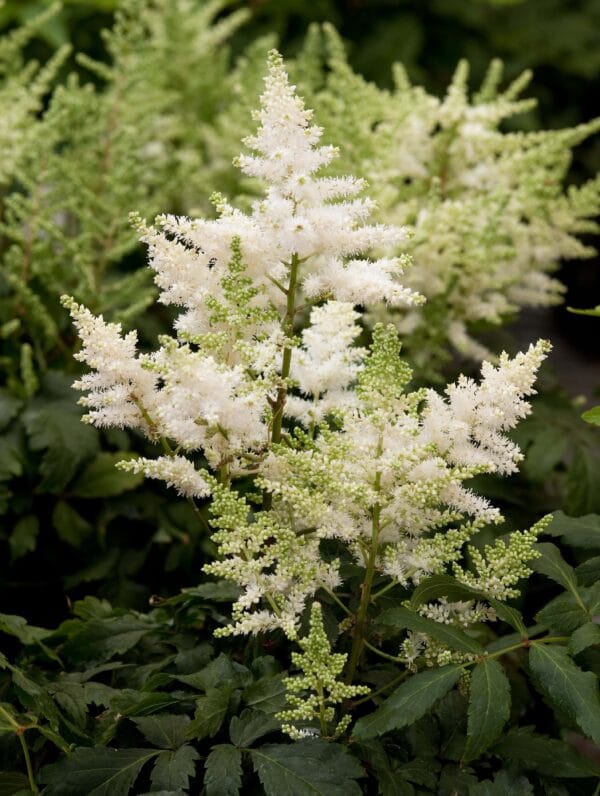 Astilbe Younique White - bag