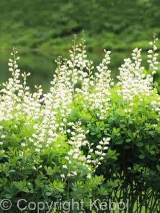 Baptisia Alba - case