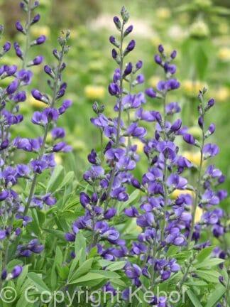 Baptisia Indigo Sky - bag