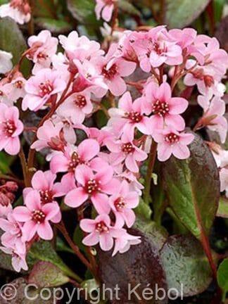 Bergenia Pink Dragonfly - bag