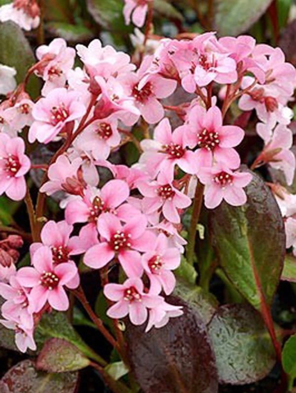 Bergenia Pink Dragonfly - bag