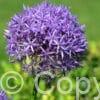 Allium Albopilosum