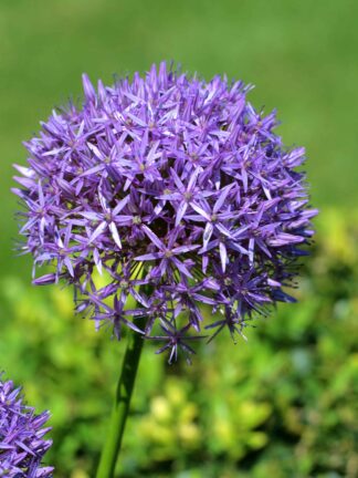 Allium Albopilosum