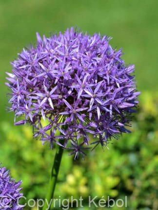Allium Albopilosum
