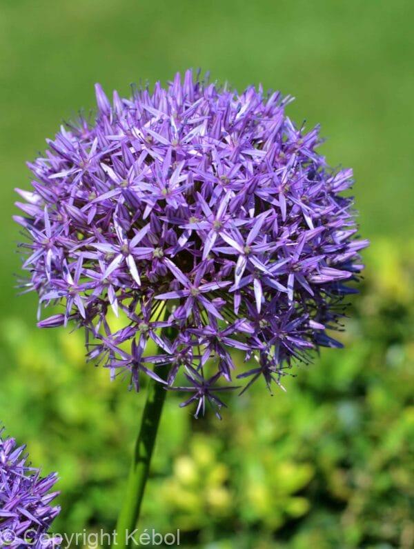 Allium Albopilosum