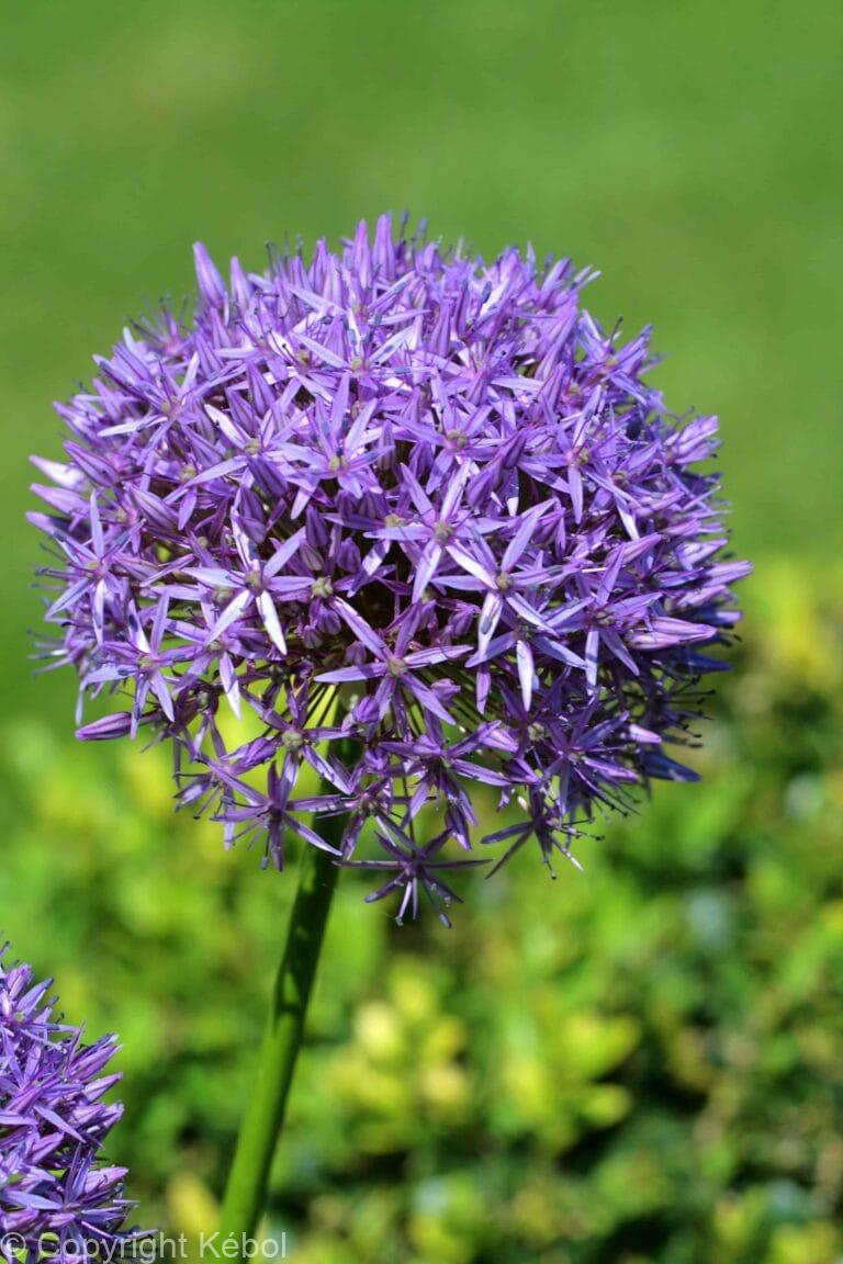 Allium Albopilosum