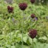 Allium Atropurpureum