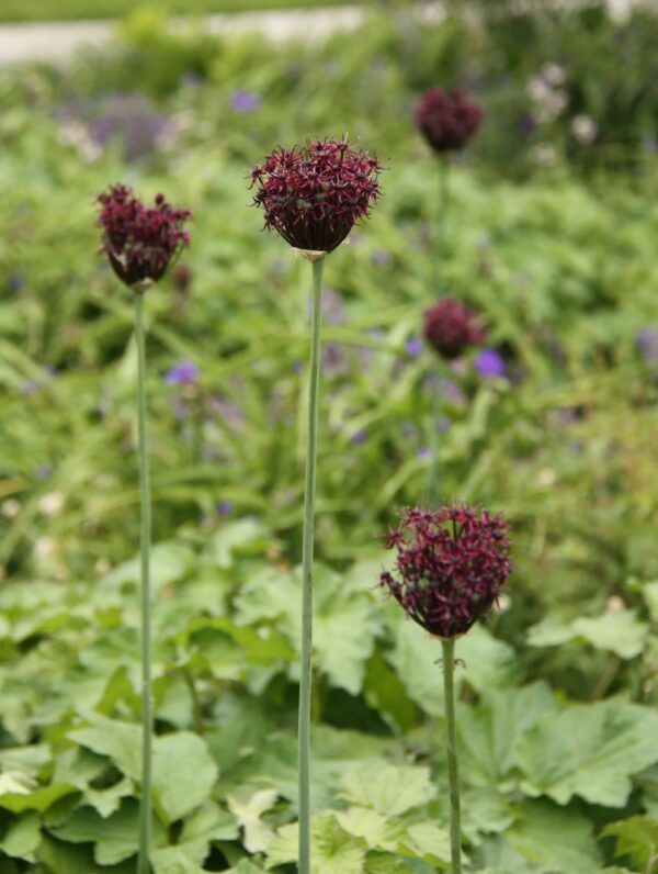 Allium Atropurpureum