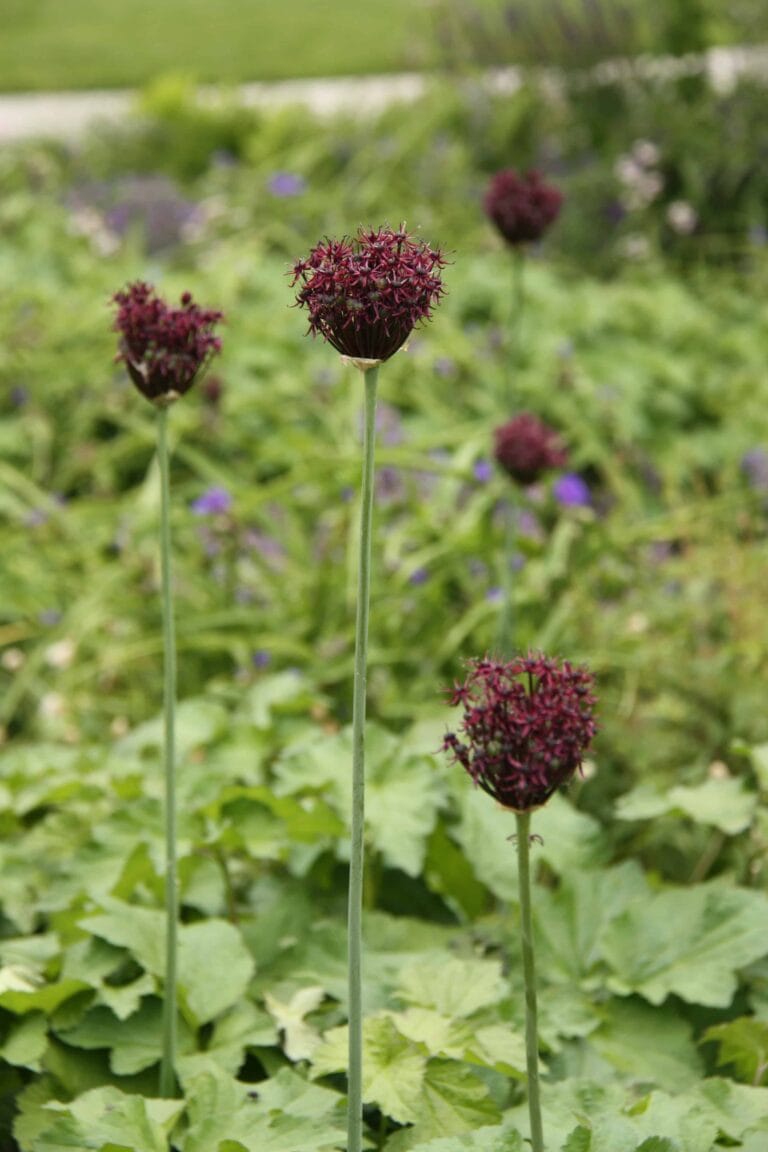 Allium Atropurpureum