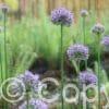 Allium Caeruleum