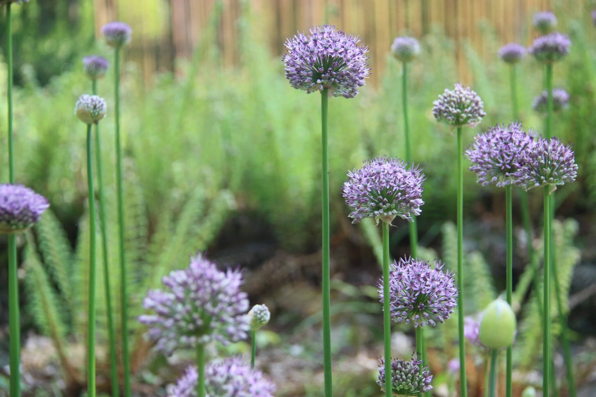 Allium Caeruleum