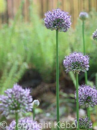 Allium Caeruleum