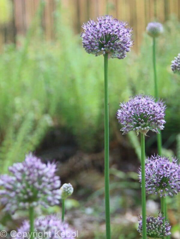 Allium Caeruleum