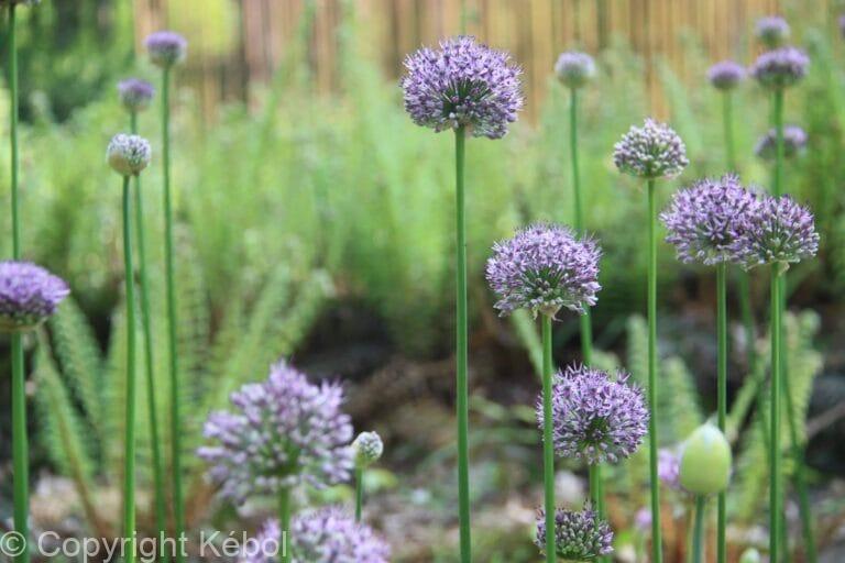 Allium Caeruleum