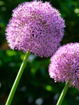 Allium Giganteum