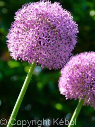 Allium Giganteum