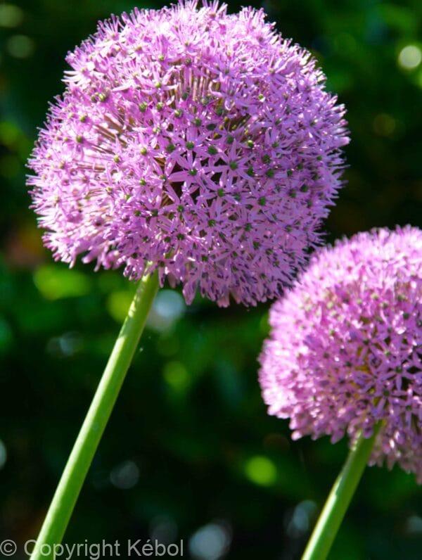Allium Giganteum