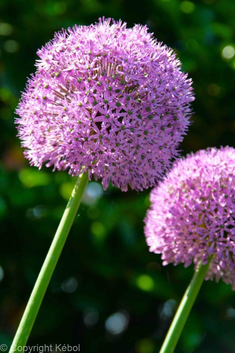 Allium Giganteum