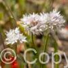 Allium ampl. Gracefull